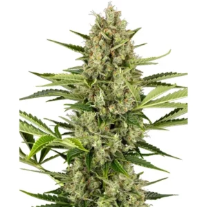 Sensi Seeds Jack Herer Auto feminisiert