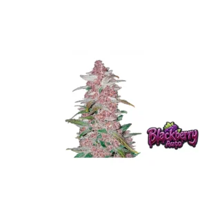 Fast Buds Blackberry Auto Hanfsamen