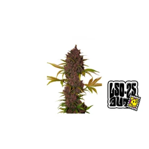 Fast Buds LSD-25 Auto Hanfsamen