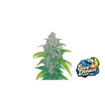 Fast Buds Blue Dream Auto Hanfsamen