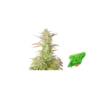 Fast Buds Z-Up Auto Hanfsamen