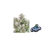 Fast Buds Cinderella Auto Hanfsamen