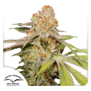 Dutch Passion Auto Mac #1