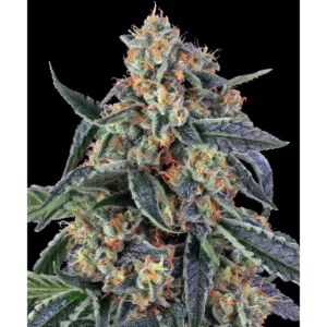 Barneys Farm Cookies Kush 3er Pack