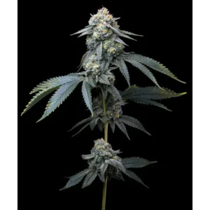 Barneys Farm Jealousy 3er Pack