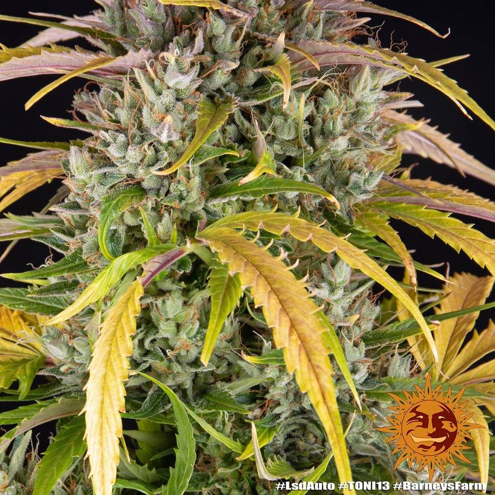 Barneys Farm LSD Auto 3er Pack – Bild 8