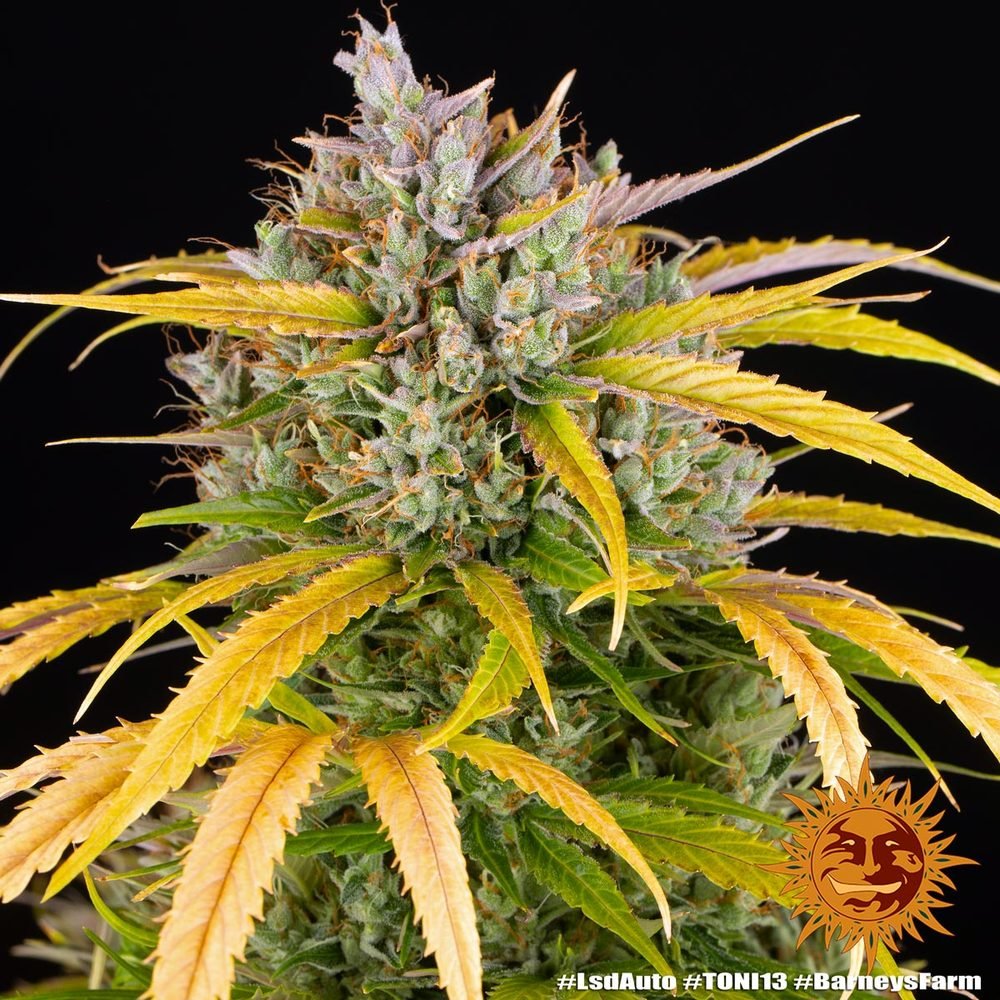 Barneys Farm LSD Auto 3er Pack – Bild 5