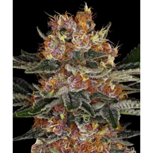 Barneys Farm Purple Punch Auto