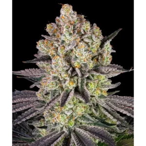 Barneys Farm Runtz