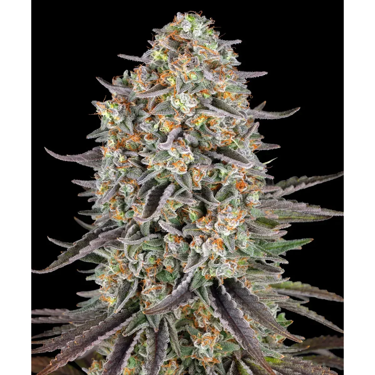 Barneys Farm Sour Strawberry 3er Pack