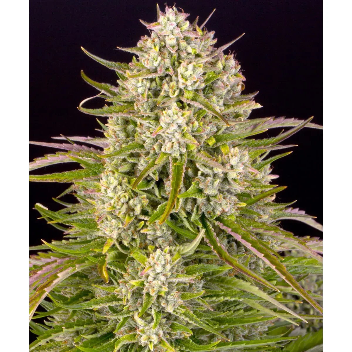 Barneys Farm Wedding Cake Auto 3er Pack