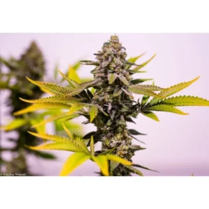 Brothers Grimm Seeds Cinderella 99 regulär – 13 Samen