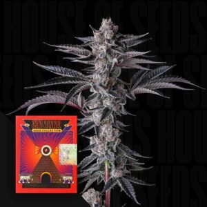 Compound Genetics New Money 3er Pack
