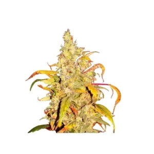 High4Life Frost Citrus Runtz Fast Flower – 3er Packung