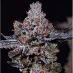 Ethos Genetics Mookie B R1 feminisiert – 5 Samen