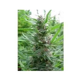 Ace Seeds Panama feminisiert