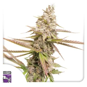 Dutch Passion Strawberry Cookies