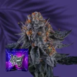 Wizard Trees Wizard Fuel 3er Packung