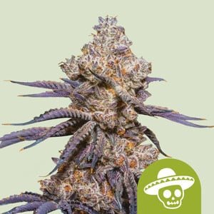 RQS Mexican Rush Auto